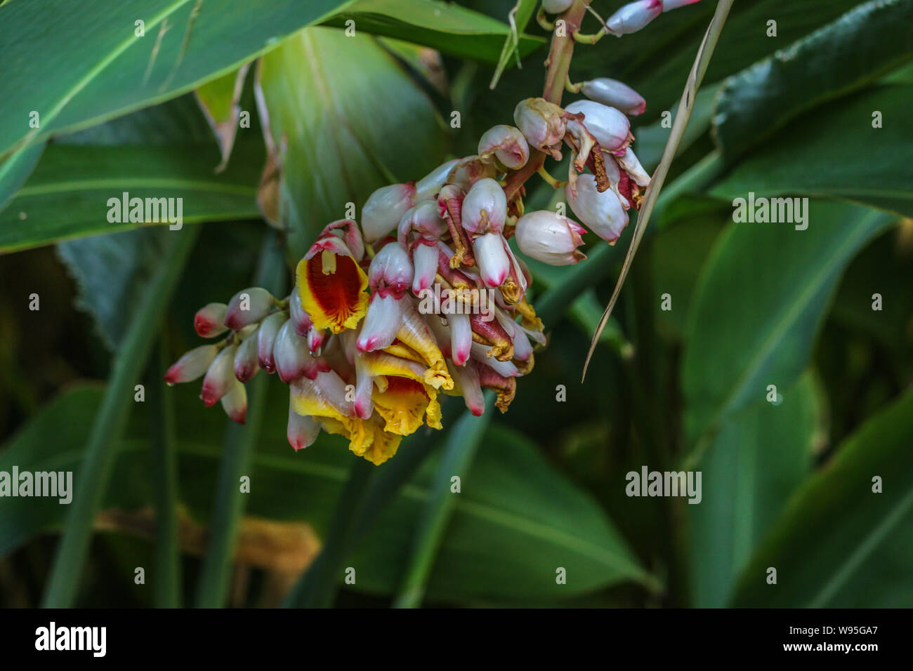 Shell Ingwer Pflanze, botanischen Gärten, Adelaide, South Australia Stockfoto