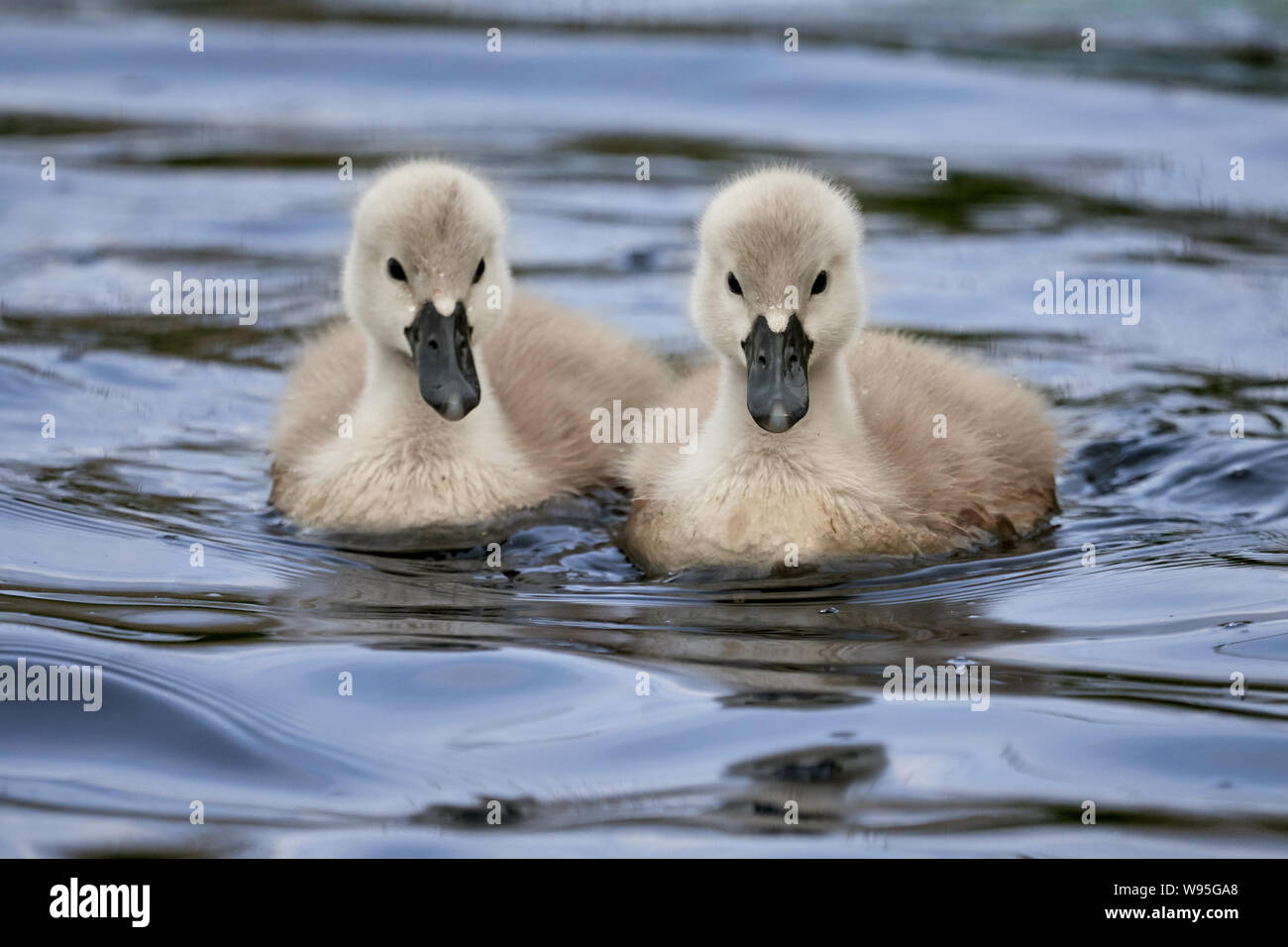 Zwei swan Küken (Shaker) schwimmen im Wasser am Federsee in Bad Buchau, Deutschland Stockfoto