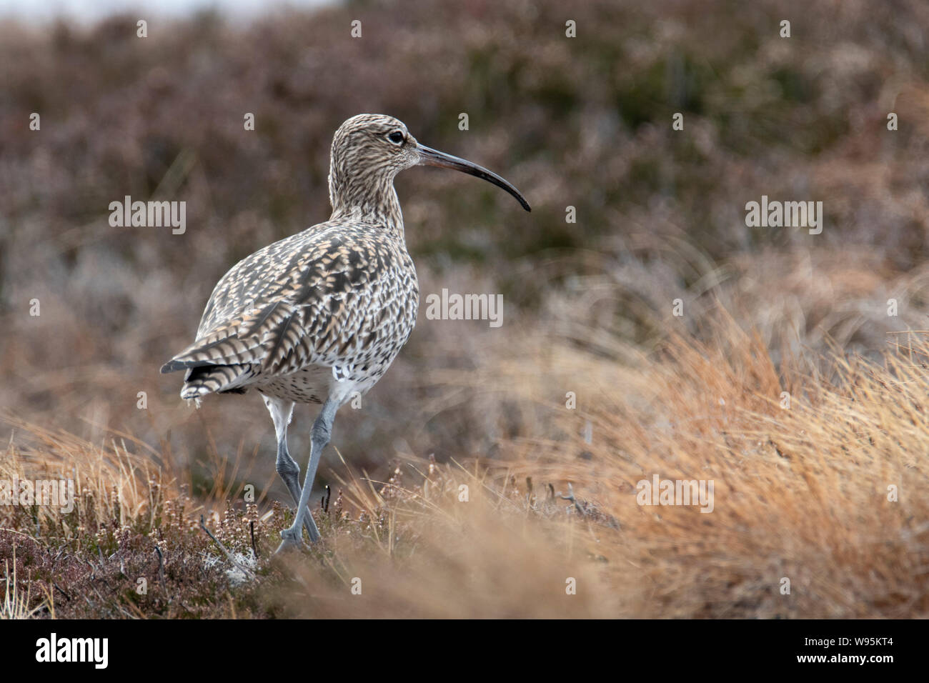 Brachvögel (Numenius) Spaziergang durch das Moor, Lochindorb Stockfoto