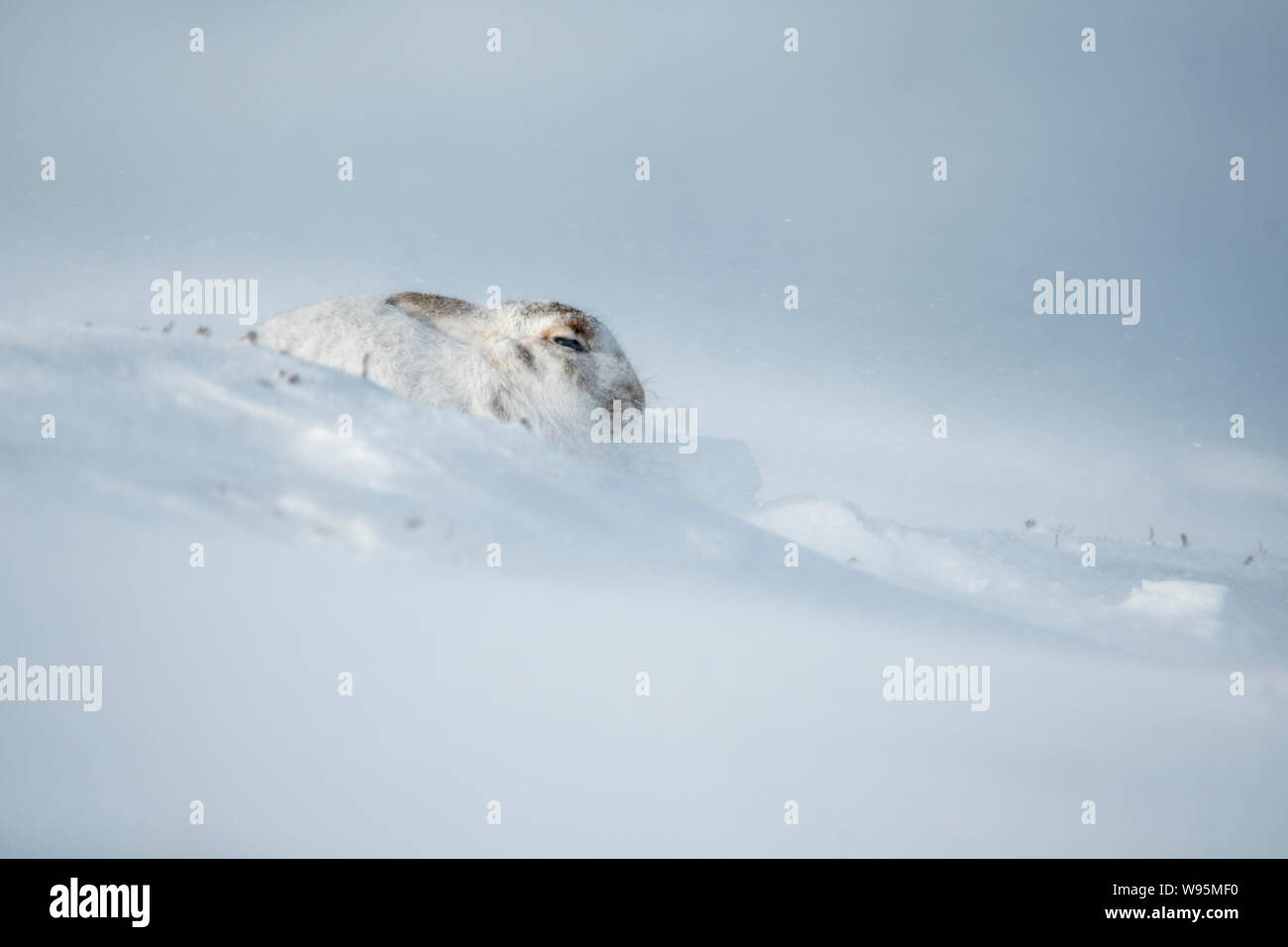 Schneehase (Lepus timidus) in fallenden Schnee am Hang gebückt im Winter in den schottischen Highlands Stockfoto