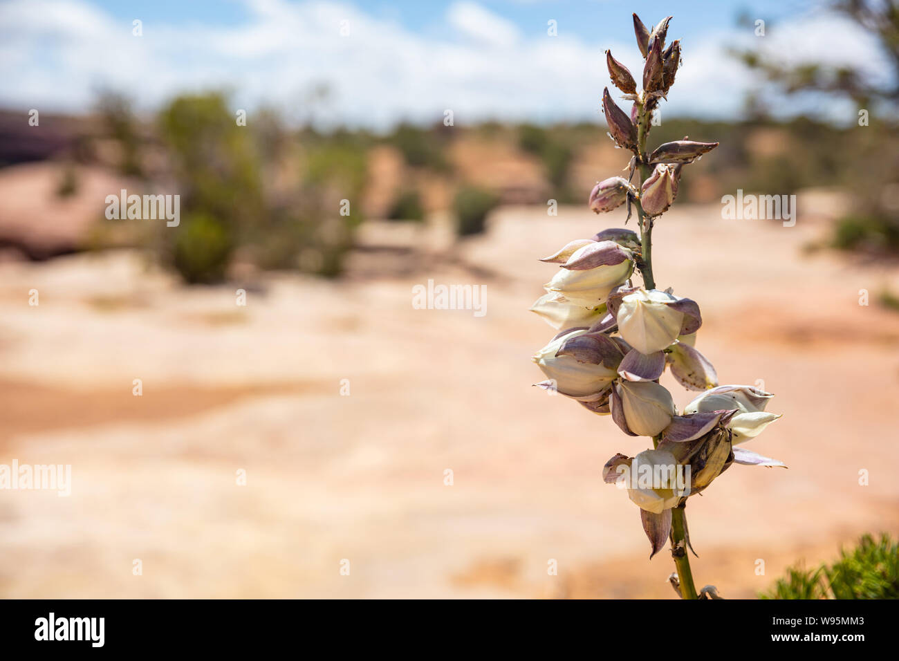 Blühender Yucca, Arizona USA. Canyon de Chelly. Wüste Pflanze mit weißen Farbe Blumen, blur Wüste Landschaft Hintergrund Stockfoto