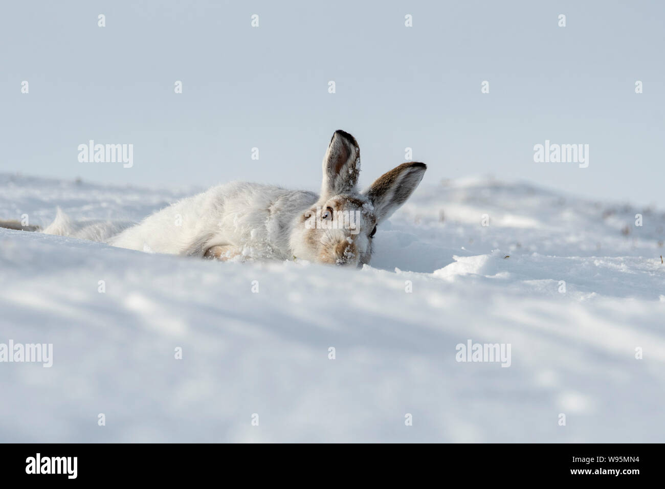 Schneehase (Lepus timidus) rollen auf einem schneebedeckten Hang in den schottischen Highlands im Winter Stockfoto