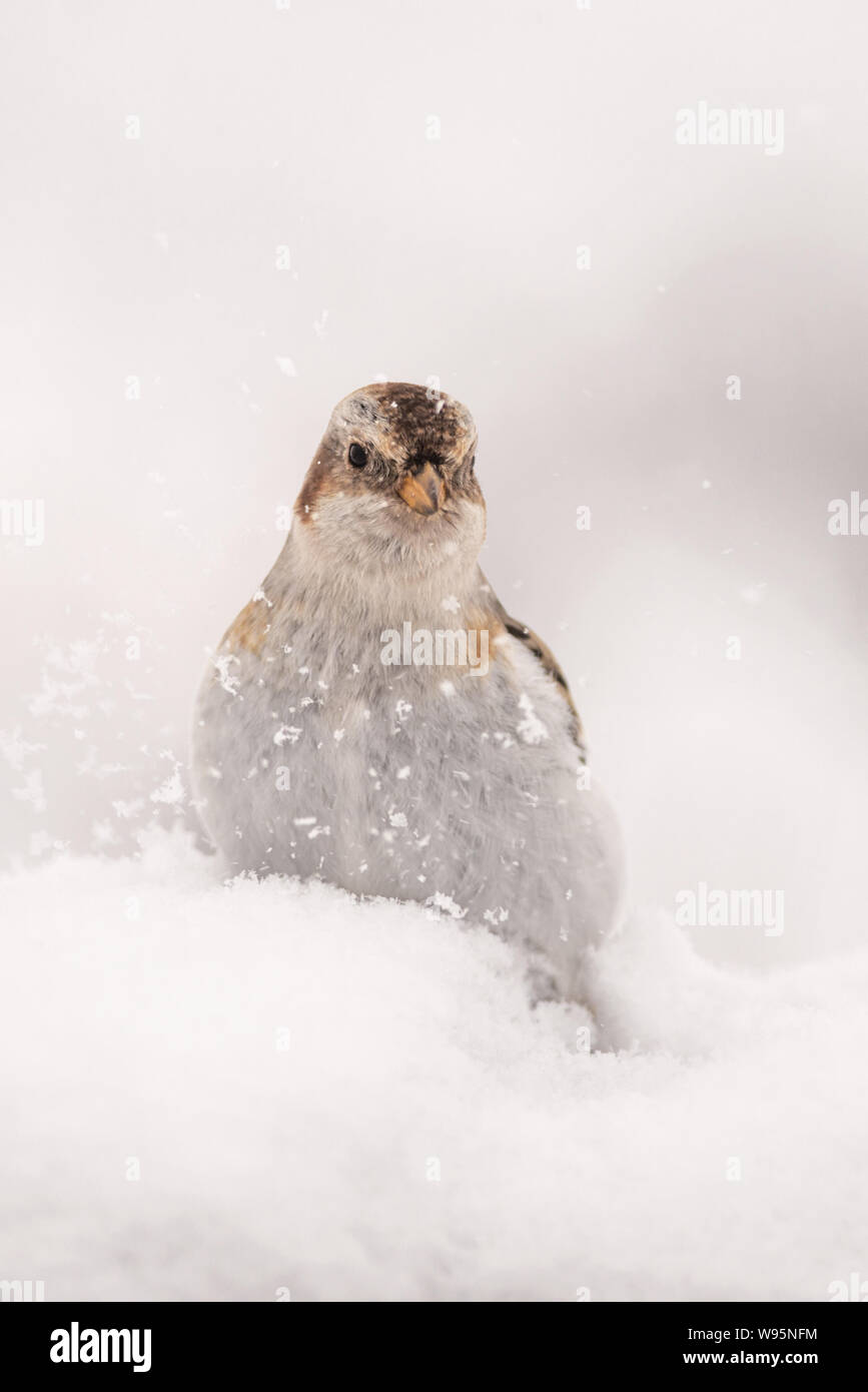 Schneeammer (Plectrophenax nivalis) im Winter Gefieder sitzen tief, fallenden Schnee, Cairngorms Stockfoto