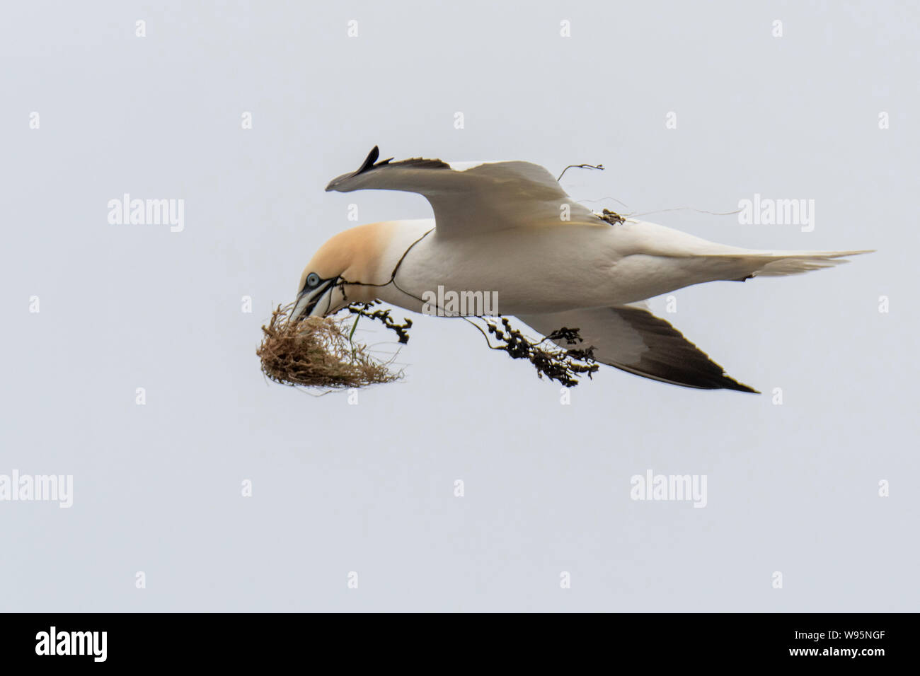Gannett Fliegen mit Nistmaterial (Morus) Troup Kopf Stockfoto