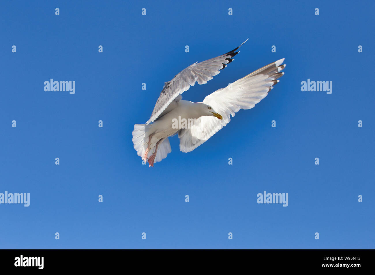 Europäische Silbermöwe in der Luft Stockfoto