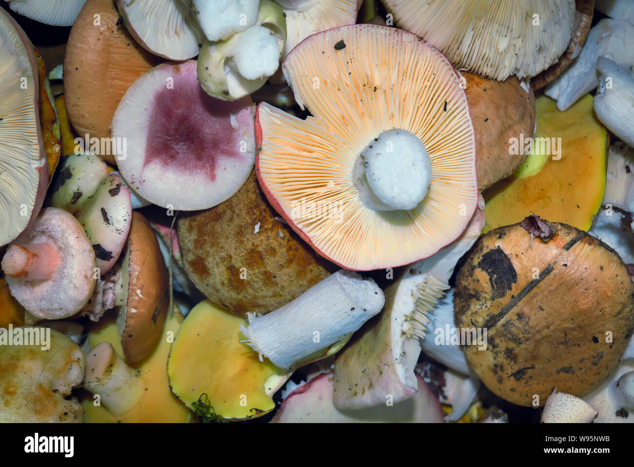 Frische - essbare Wald Pilze Schneiden auf dem Hintergrund des Waldbodens close-up. Stockfoto
