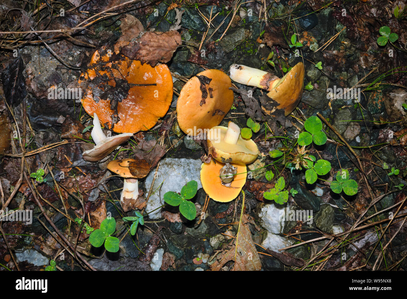 Frische - essbare Wald Pilze Schneiden auf dem Hintergrund des Waldbodens close-up. Stockfoto