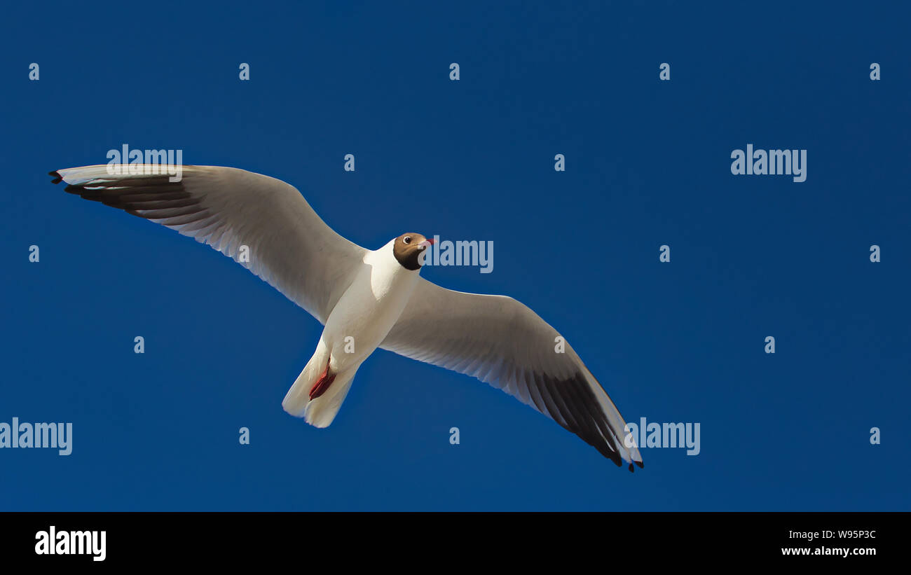 Schwarze Spitze Möwe im Flug Stockfoto