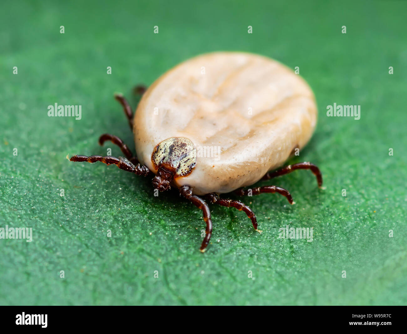 Enzephalitis Virus oder Lyme Krankheit oder Affe Fieber angesteckt Dermacentor Zecke Spinne Insekt auf grünem Blatt Makro Stockfoto