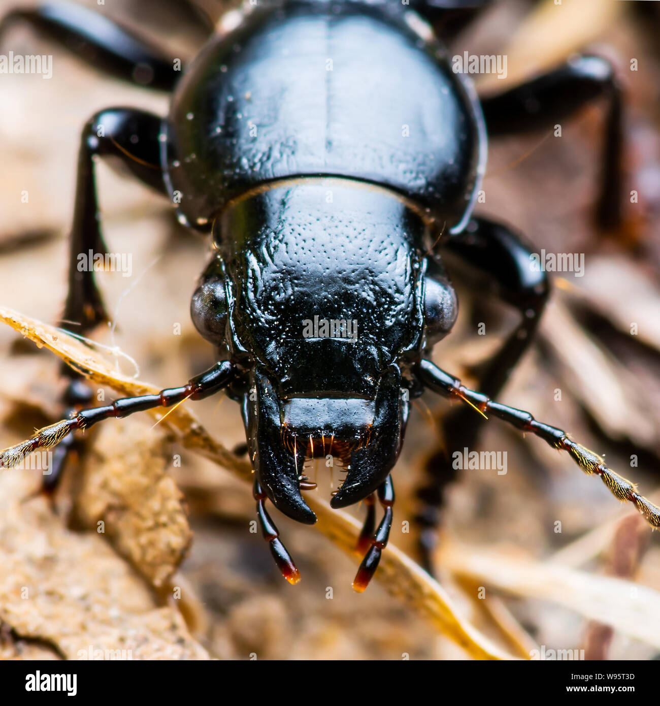 Dunkle käfer insekt Krabbeln auf dem Boden Stockfoto