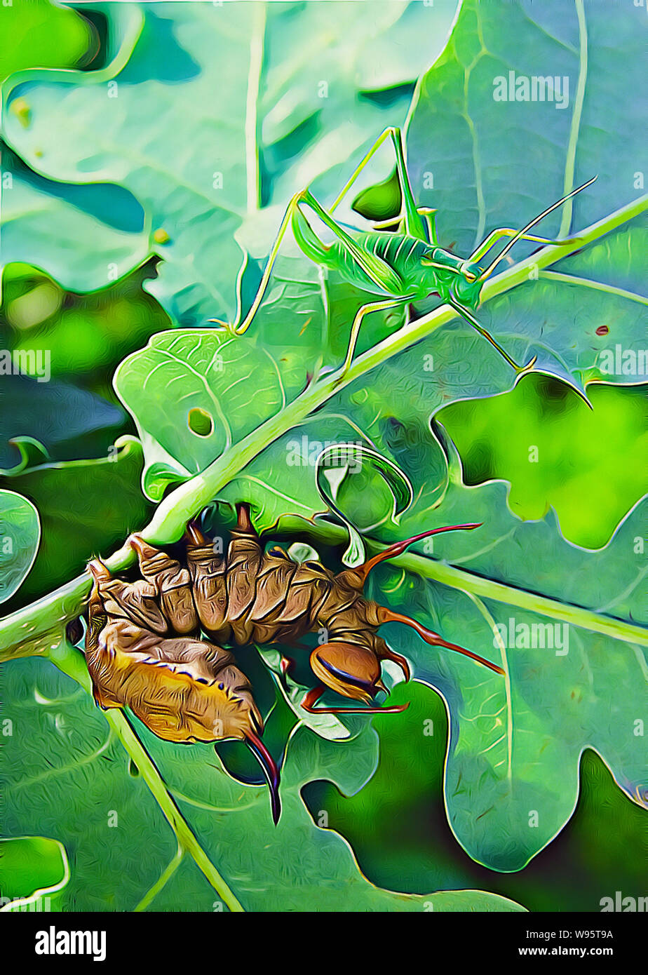 Hummer Mottenlarven & Baum Kricket. Stockfoto