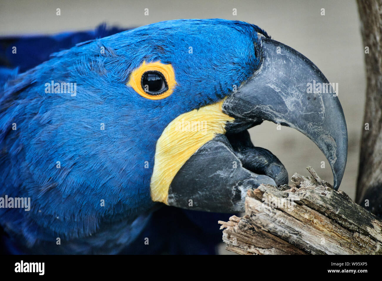 Porträt eines blauen Hyazintara, der auf Holz kaut (Anodorhynchus hyazinthus) Stockfoto
