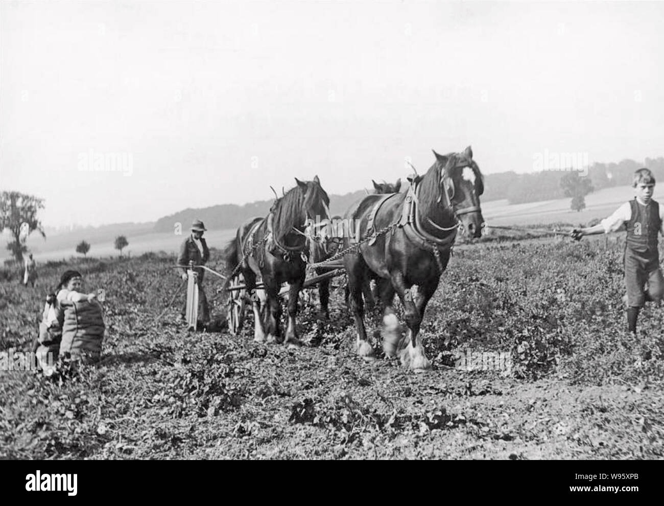 Ernte von Kartoffeln mit einem Pferd gezogen Bagger ungefähr 1920 Stockfoto