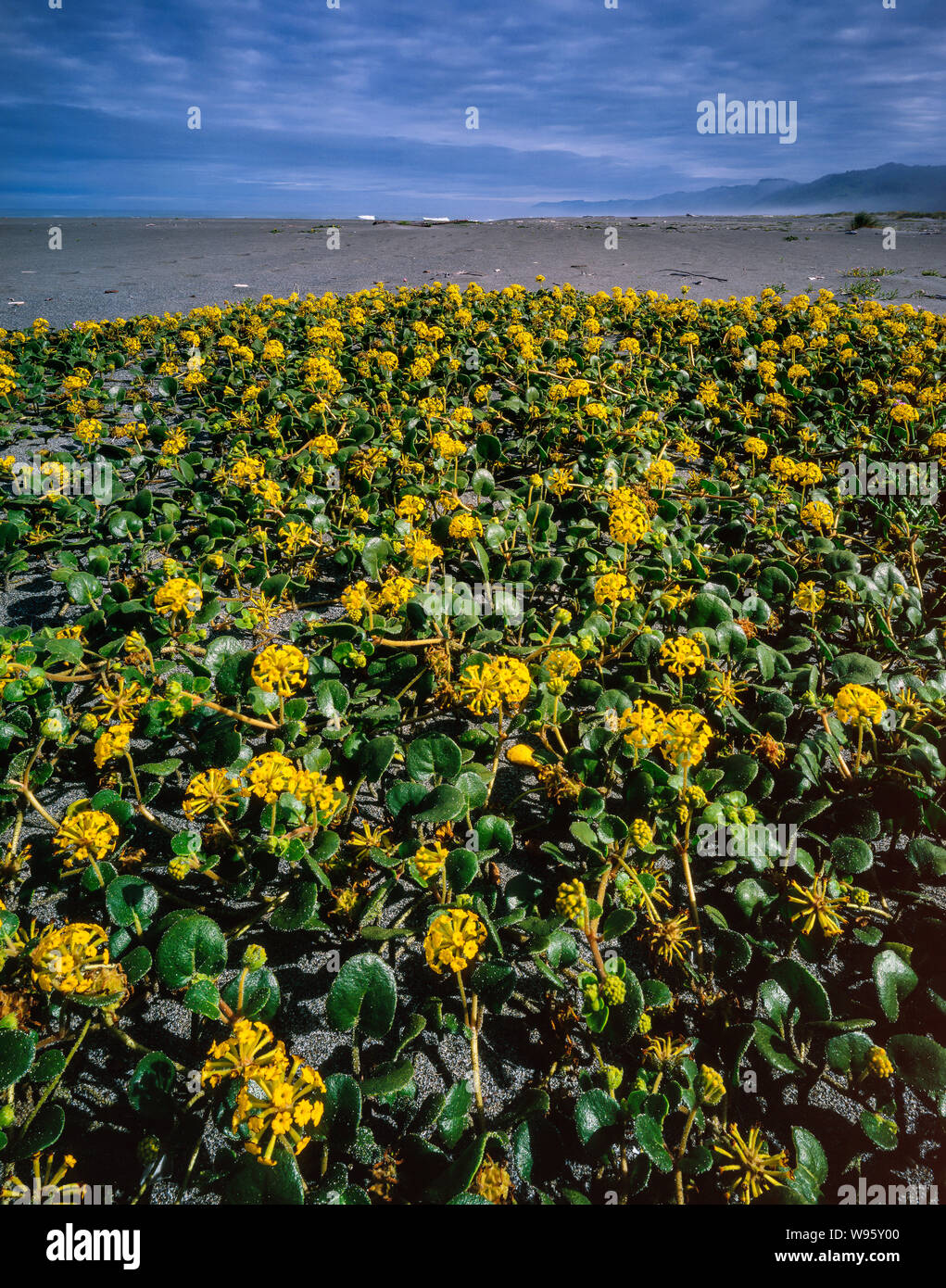 Gelb Verbena, Gold Bluffs Beach, Prairie Creek Redwoods und Nationalparks, Kalifornien Stockfoto