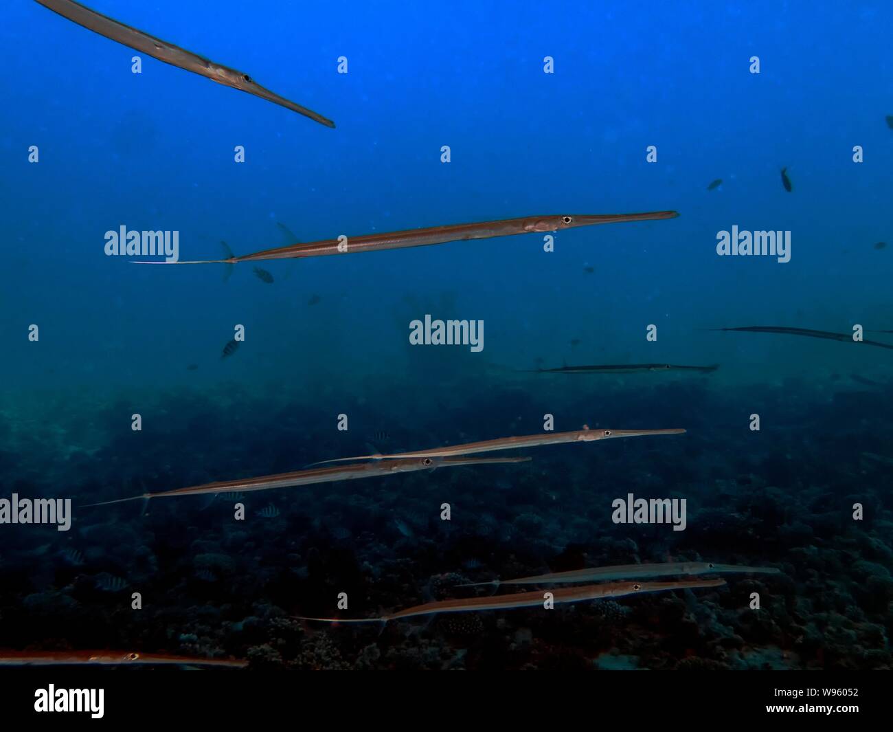 Blaupunktrochen Cornetfish (Fistularia commersonii) Stockfoto