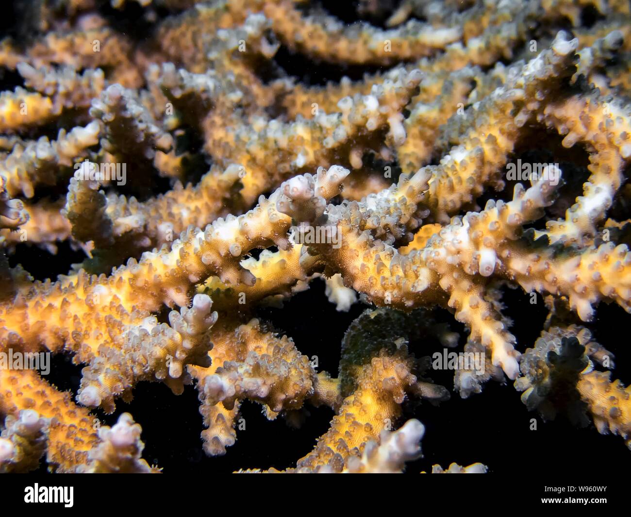 Nahaufnahme von Stony Coral (acropora) Stockfoto