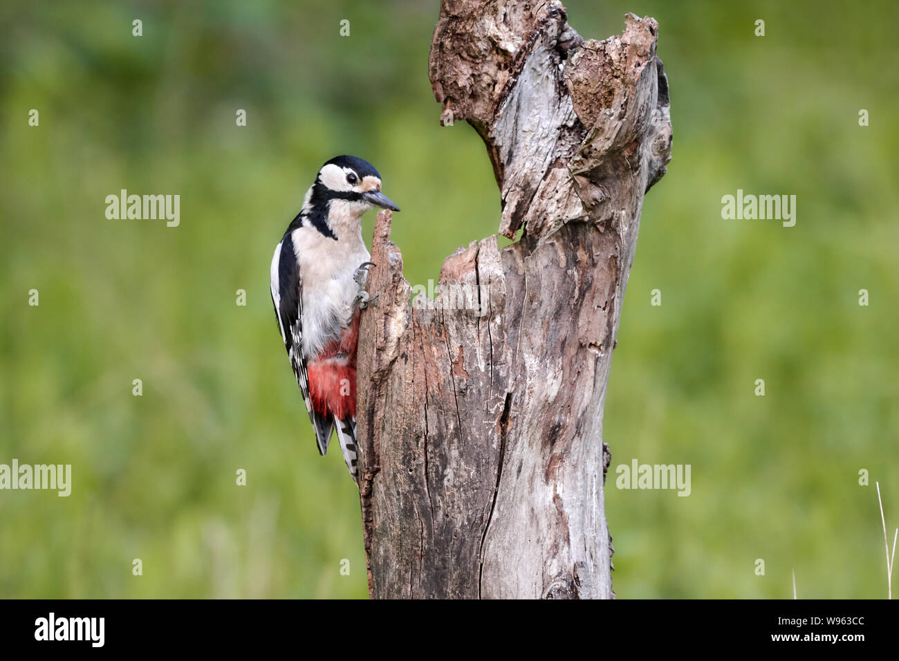 Buntspecht auf toten Baumstamm in natürlicher Umgebung (Dendrocopos major) Stockfoto