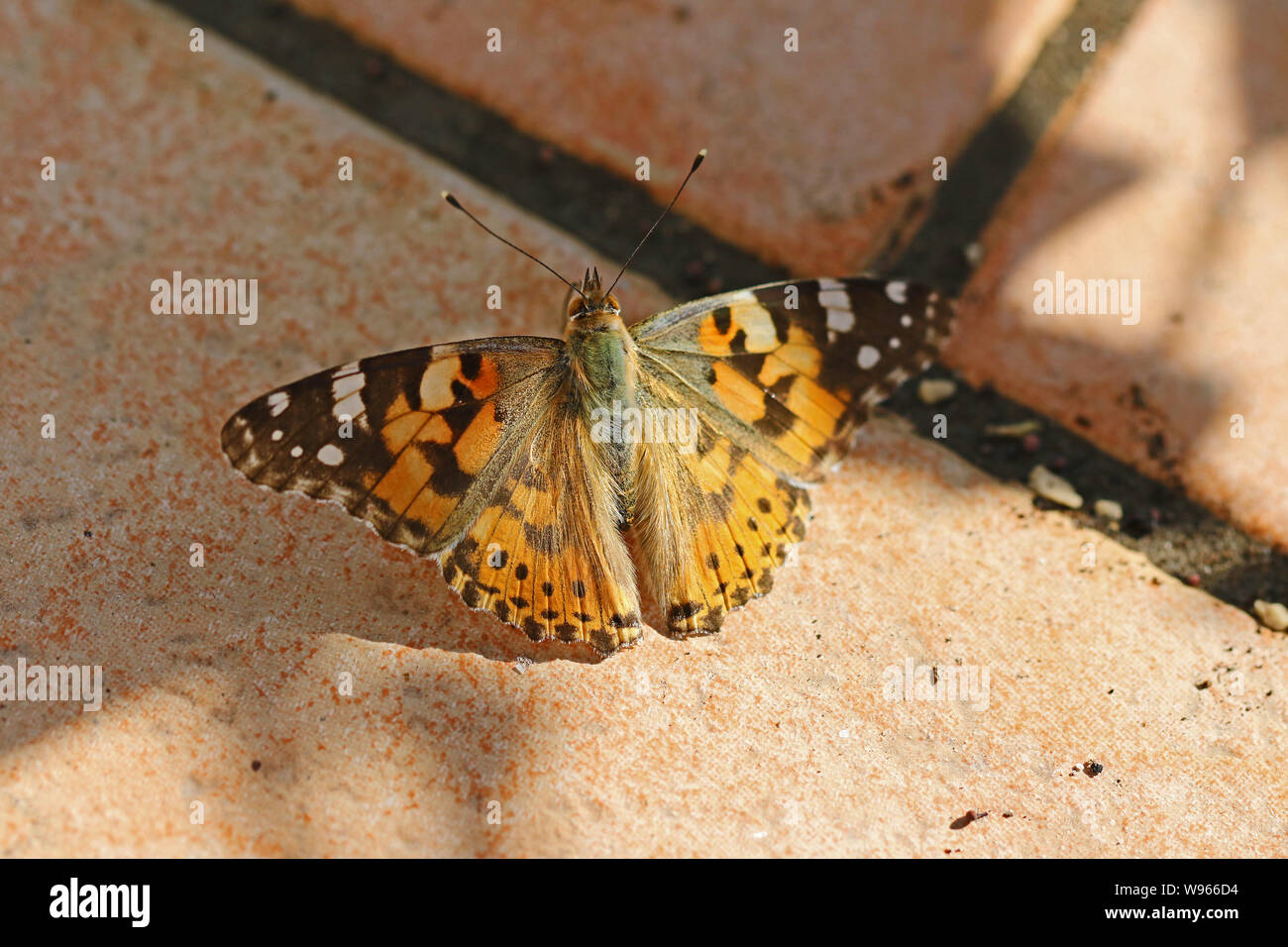 Distelfalter Schmetterling im Sommer sehr nah bis Latin Cynthia cardui oder Vanessa cardui Trinkwasser auf Steinplatten im Sommer in Italien Stockfoto
