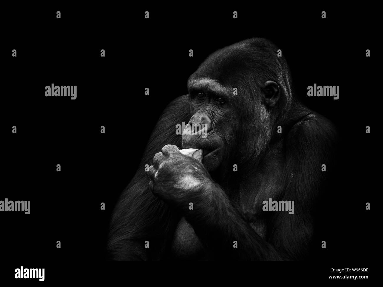 Gorilla frisst isoliert auf schwarzem Hintergrund Stockfoto