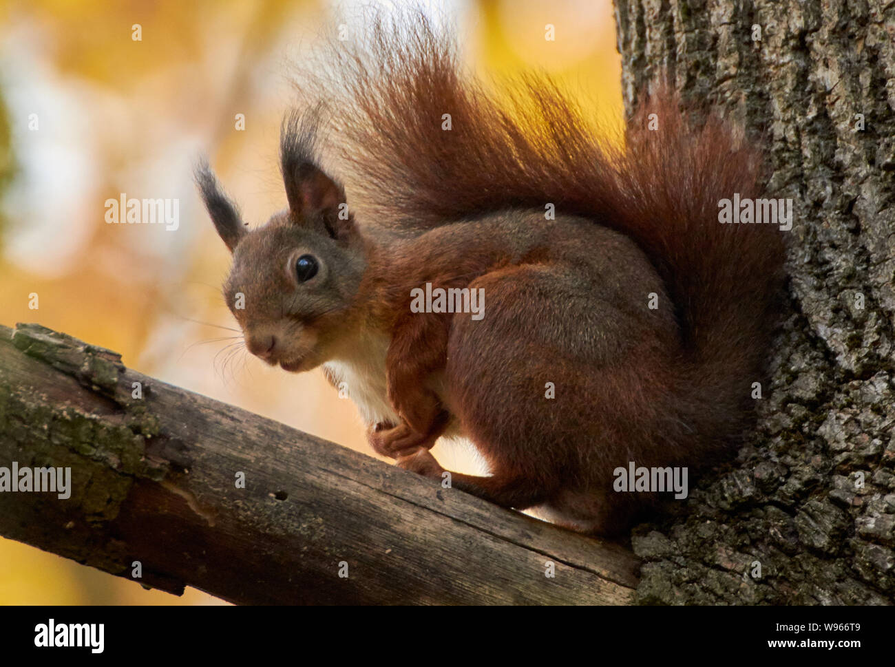 Nahaufnahme eines roten Eichhörnchens (Sciurus vulgaris), das auf einem Ast im Herbstwald sitzt Stockfoto