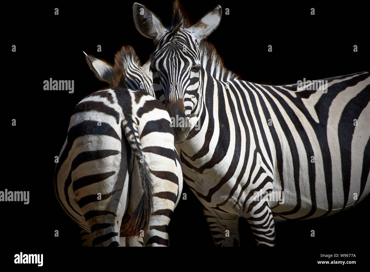 Zwei Zebras isoliert auf schwarzem Hintergrund Stockfoto