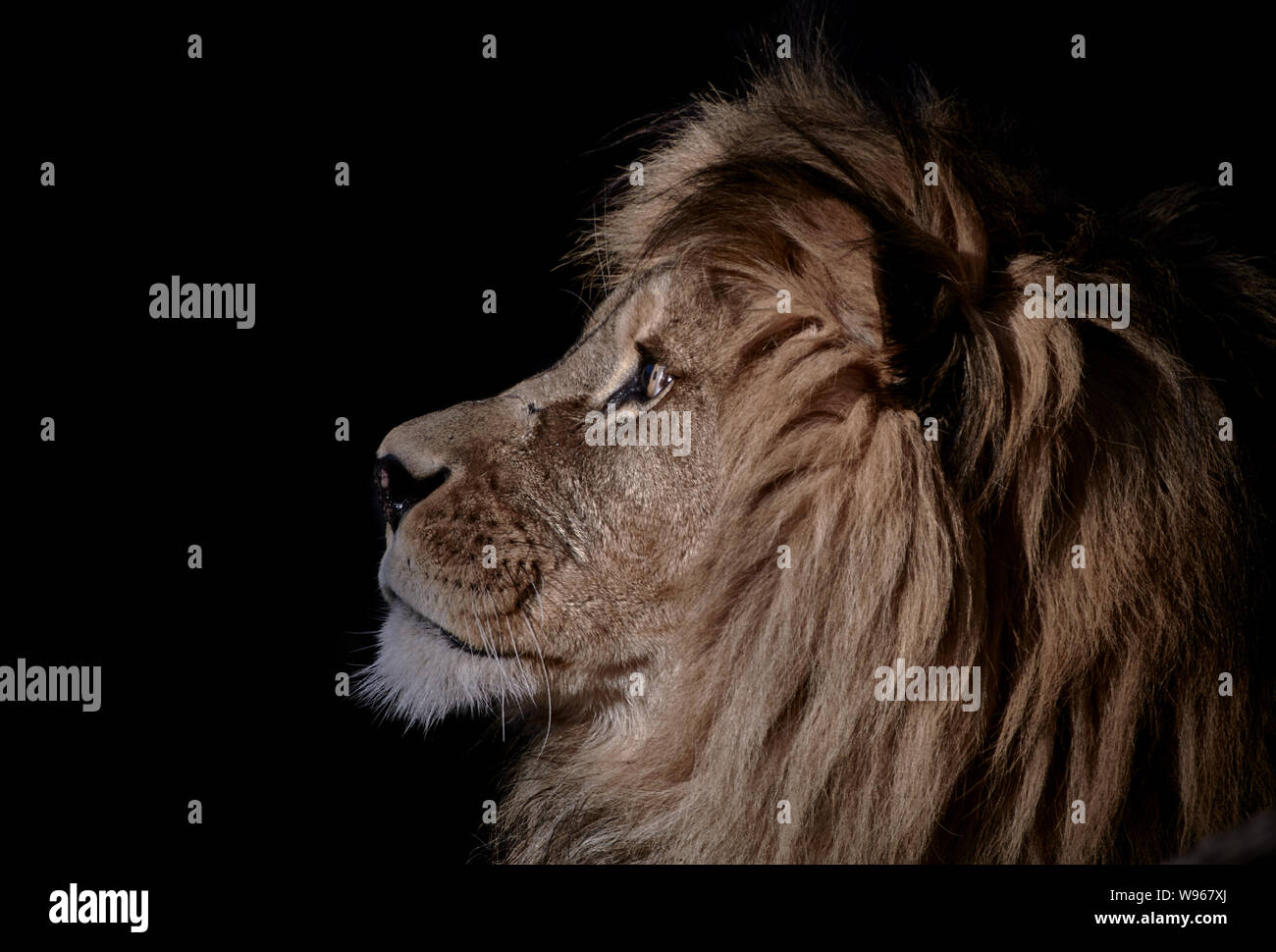 Profil eines männlichen Löwenkopfes isoliert auf schwarzem Hintergrund. Stockfoto