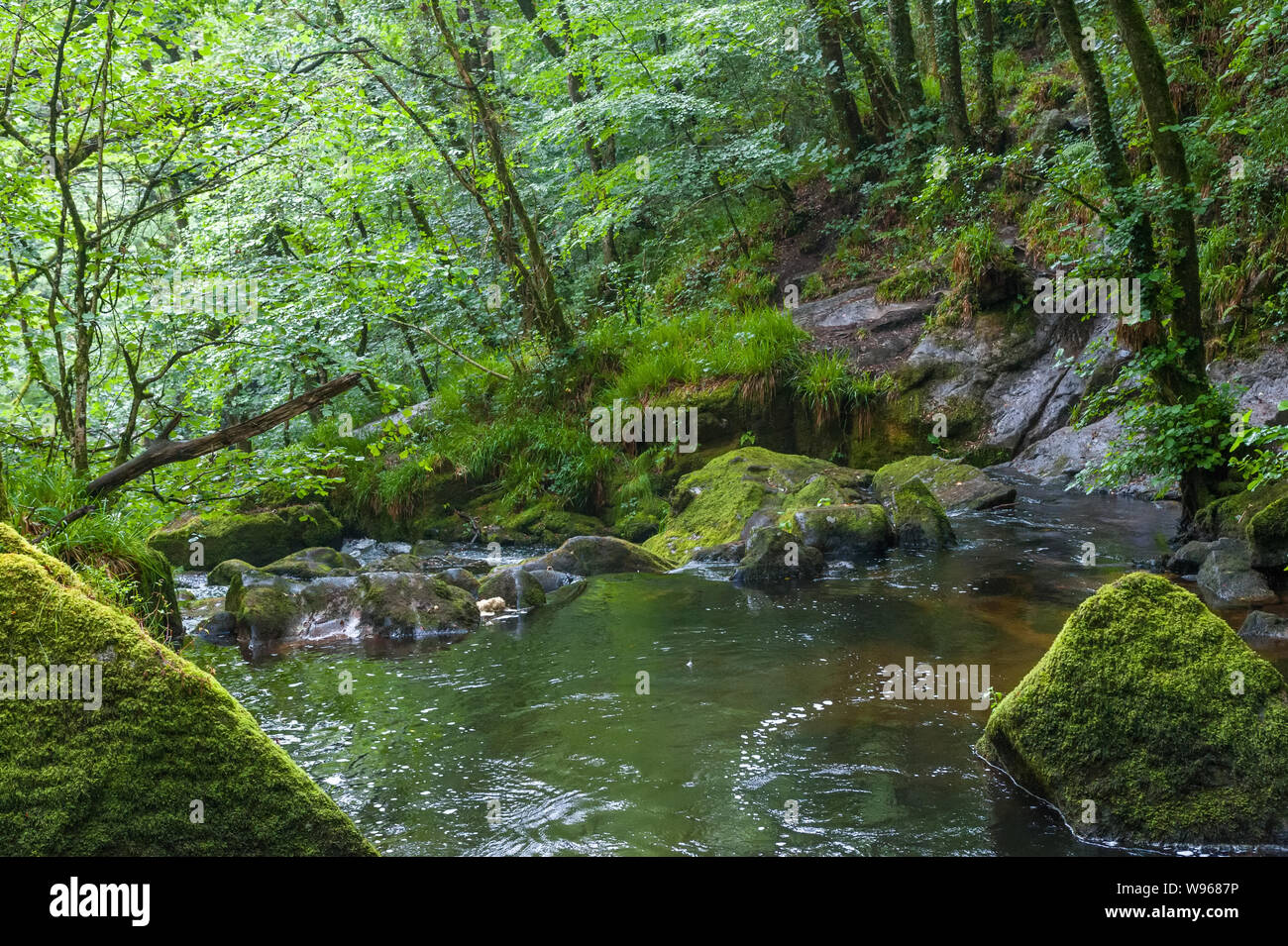 Die Golitha Falls sind eine Reihe von spektakulären Kaskaden und Wasserfällen entlang einen Abschnitt des Flusses Fowey während er seinen Weg macht durch die alte Eiche w Stockfoto