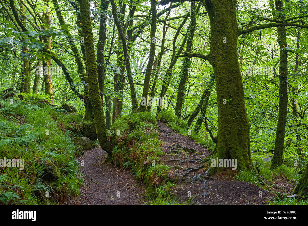 Die Golitha Falls sind eine Reihe von spektakulären Kaskaden und Wasserfällen entlang einen Abschnitt des Flusses Fowey während er seinen Weg macht durch die alte Eiche w Stockfoto