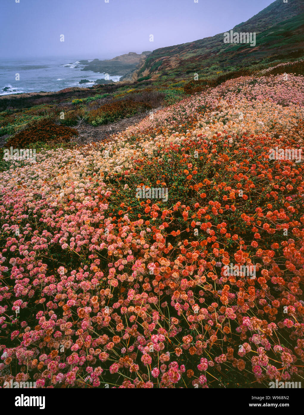 Buchweizen, Soberanes, Garrapata State Park, Big Sur, Monterey County, Kalifornien Stockfoto