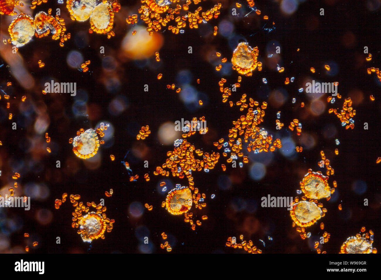 Farn burst Sporangien mit Sporen, von fern Unterseite freigegeben Stockfoto