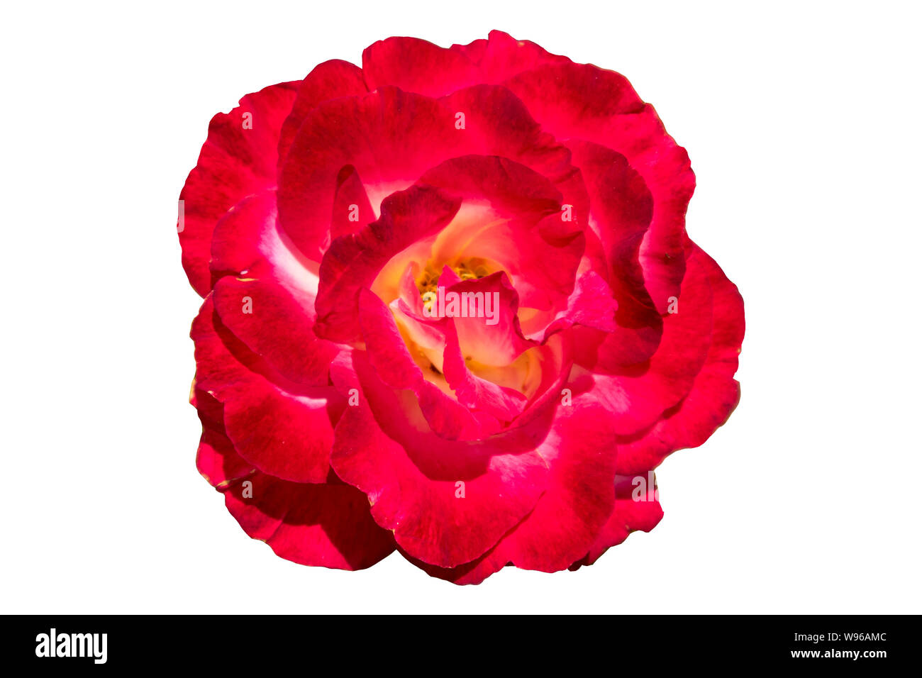 Eine "Rosa gallica Maxima "rose red flower isoliert auf Weiss. Stockfoto