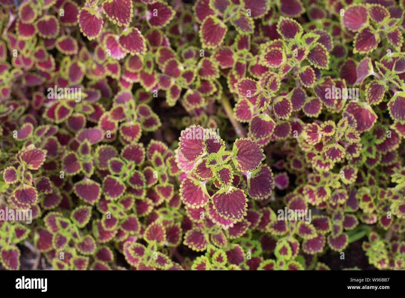 Solenostemon scutellarioides 'Lava Rose' coleus. Stockfoto