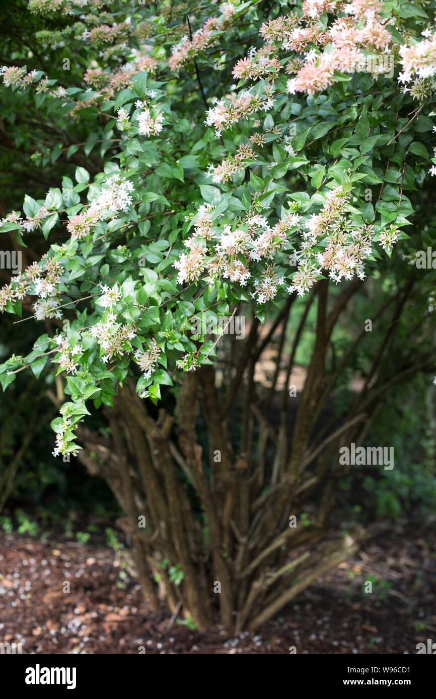 Chinesische abelia Fotos und Bildmaterial in hoher Auflösung Alamy