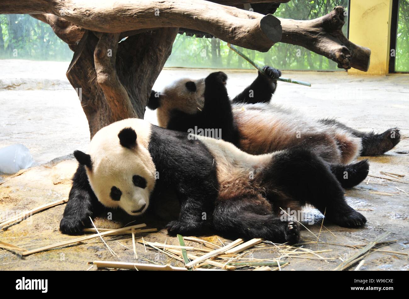 Pandas essen Bambus in einem Zoo in Guangzhou City, South China Guangdong Provinz, 29. August 2012. Stockfoto