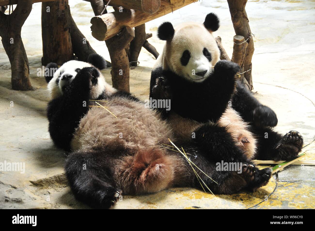Pandas essen Bambus in einem Zoo in Guangzhou City, South China Guangdong Provinz, 29. August 2012. Stockfoto