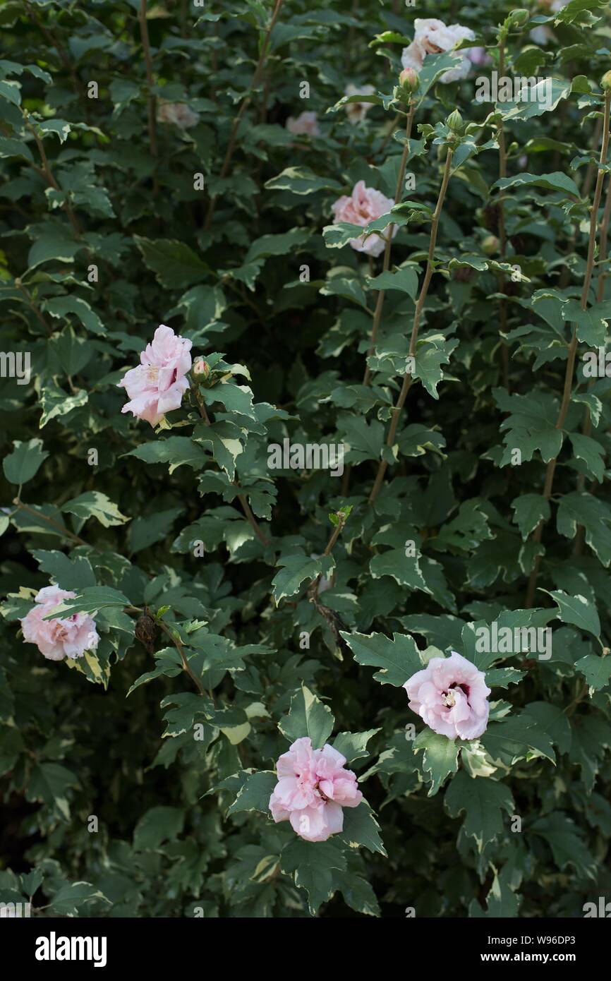 Die Hibiscus syriacus ugar Tipp "althea stieg von Sharon Blumen. Stockfoto