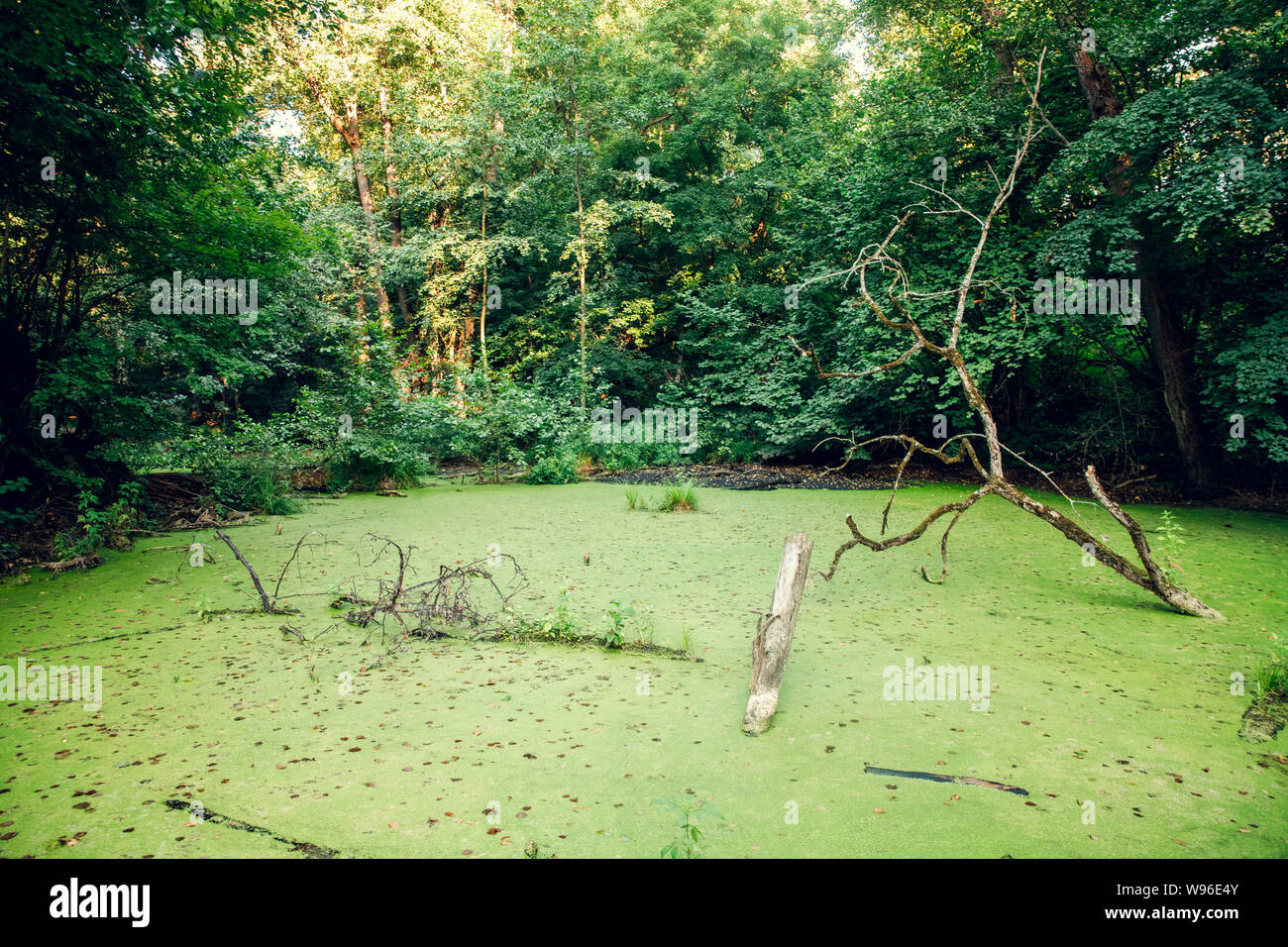 Überwucherte Wasser im Sumpf. Sumpf im Wald Stockfoto