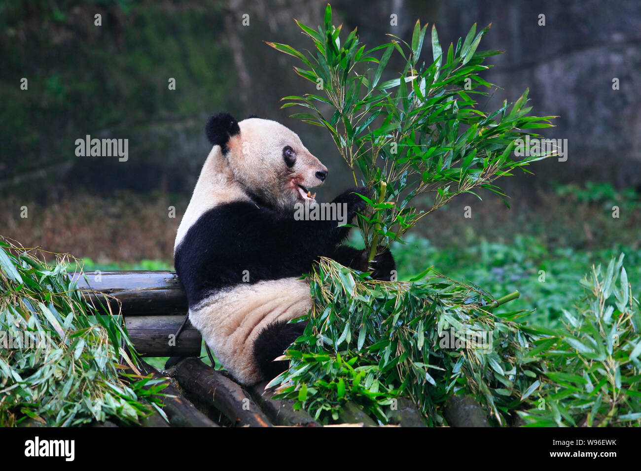 Der 30-jährige panda Xinxing Bambus in einem Zoo in Chongqing, China, 2. Februar 2012 isst. Stockfoto
