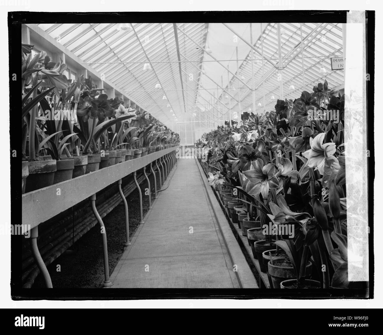 Amaryllis zeigen, 3/13/23. Stockfoto