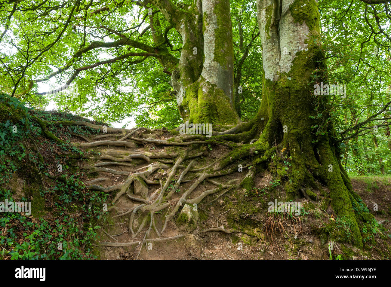 Die Lydford Gorge Wald, Dartmoor, Devon Stockfoto