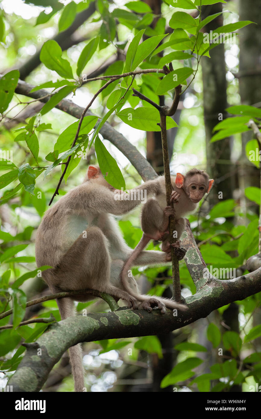 Weibliche Bonnet Macaque mit Jungen, Macaca radiata, Thattekad Vogelschutzgebiet, Kochi, Kerala, Western Ghats, Indien Stockfoto