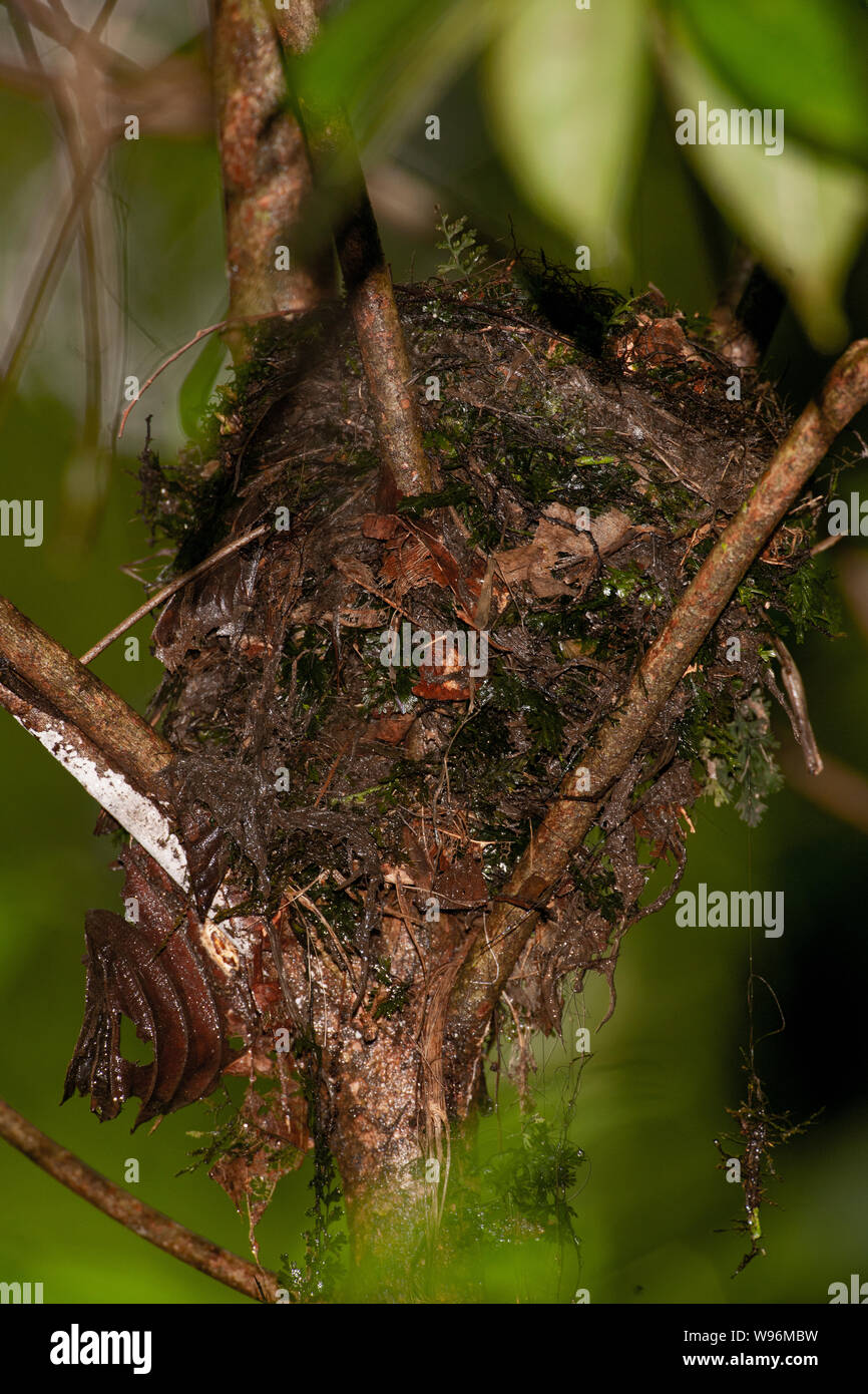 Nest von Orange - vorangegangen Thrush, Geokichla Thattekad citrinanest, Vogelschutzgebiet, Thattekad, Kerala, Western Ghats, Kerala, Indien Stockfoto