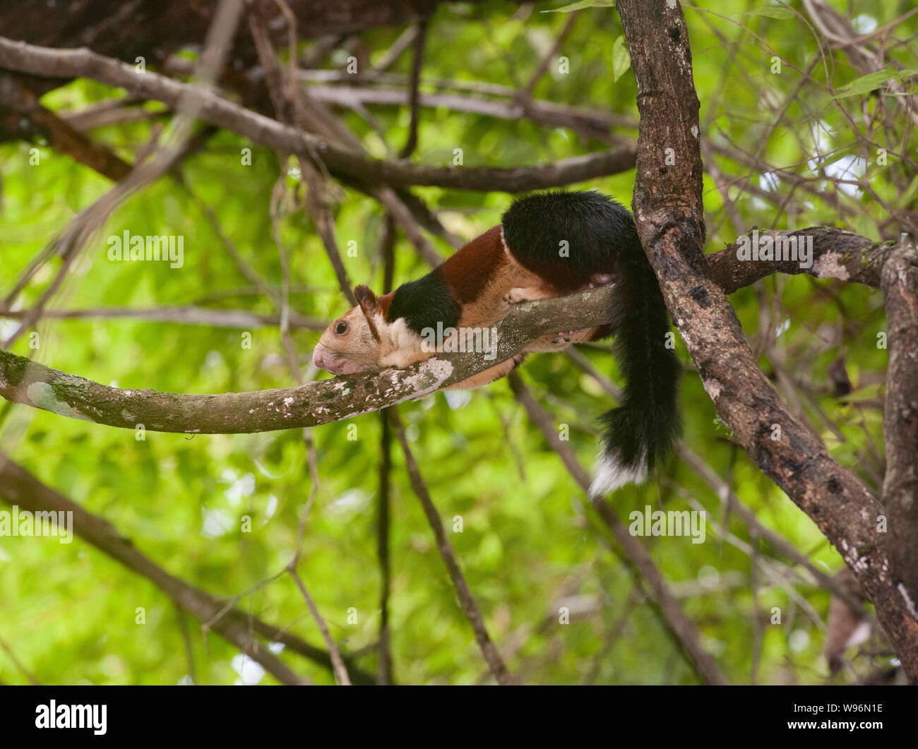 Malabar Riese Eichhörnchen auch als Die indische Riese Eichhörnchen, Ratufa Indica, in semi-immergrünen Wald, Western Ghats, Kerala, Indien Stockfoto