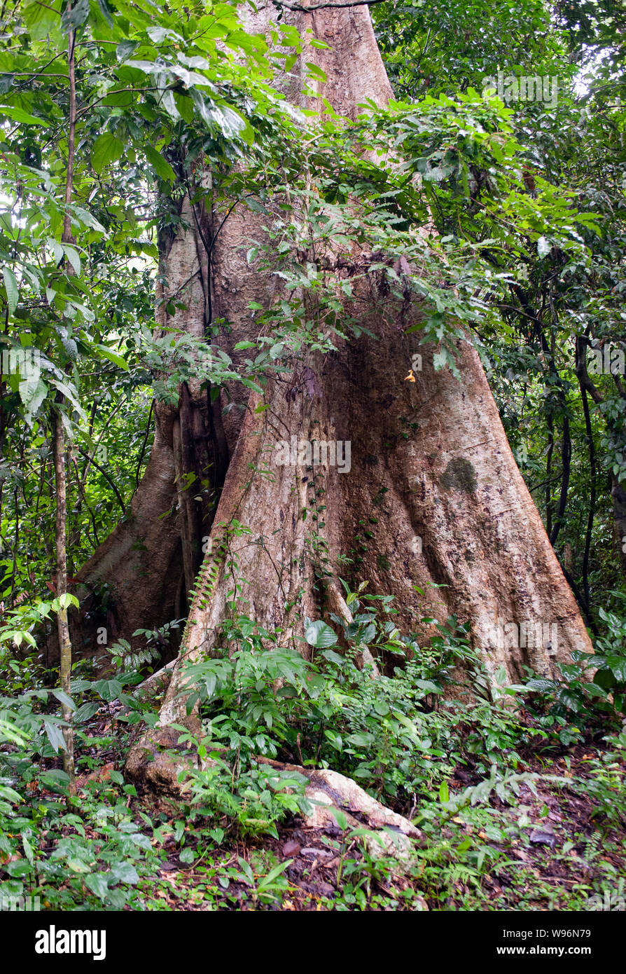 Stützpfeiler Wurzeln entstehen, die von einem Baum im tropischen, feuchten immergrünen Regenwald, Western Ghats, Kerala, Südindien Stockfoto