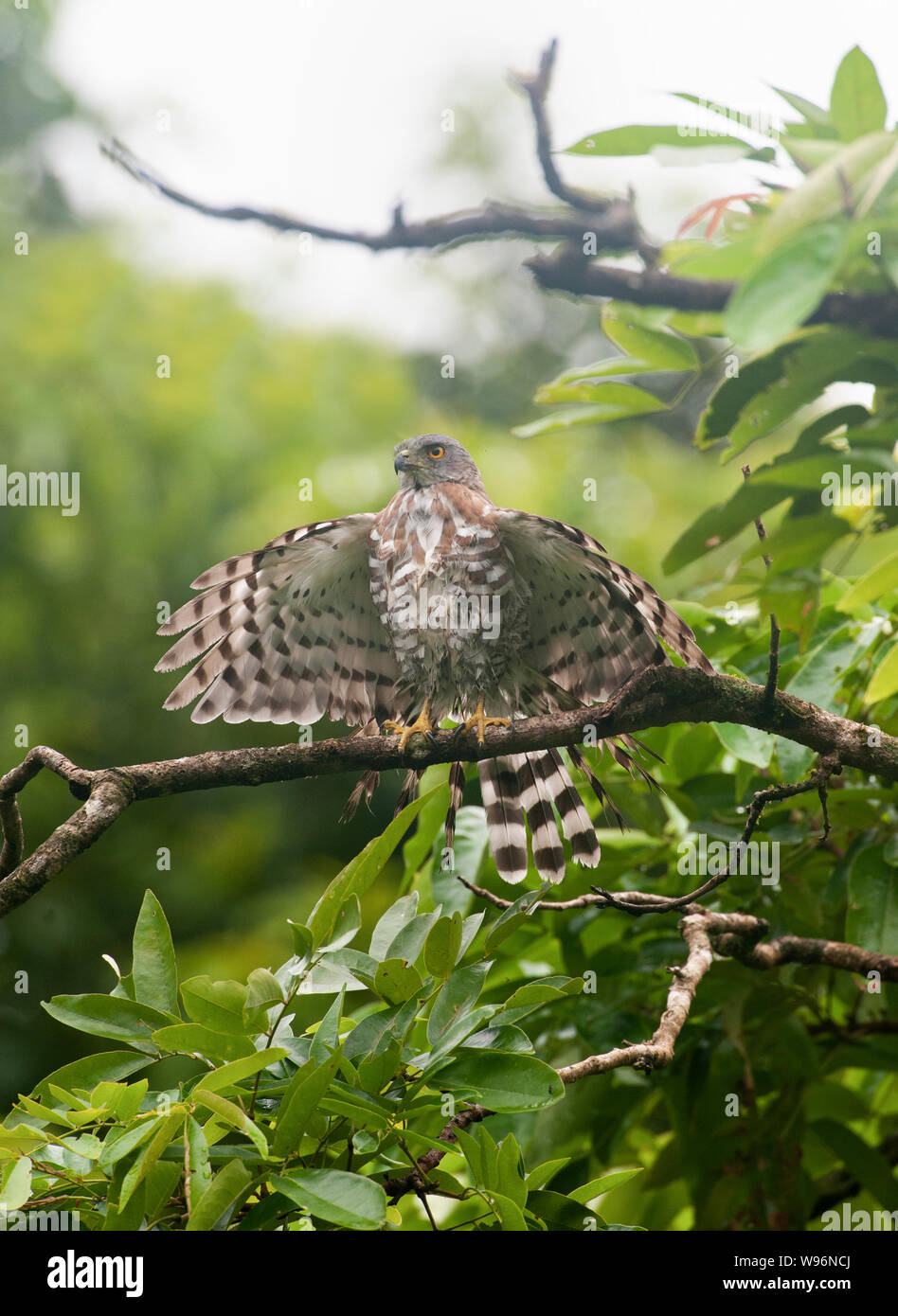 Crested Habicht, Accipiter trivirgatus, Austrocknung Flügel nach Monsunregen, Thattekad Vogelschutzgebiet, Western Ghats, Kerala, Indien Stockfoto