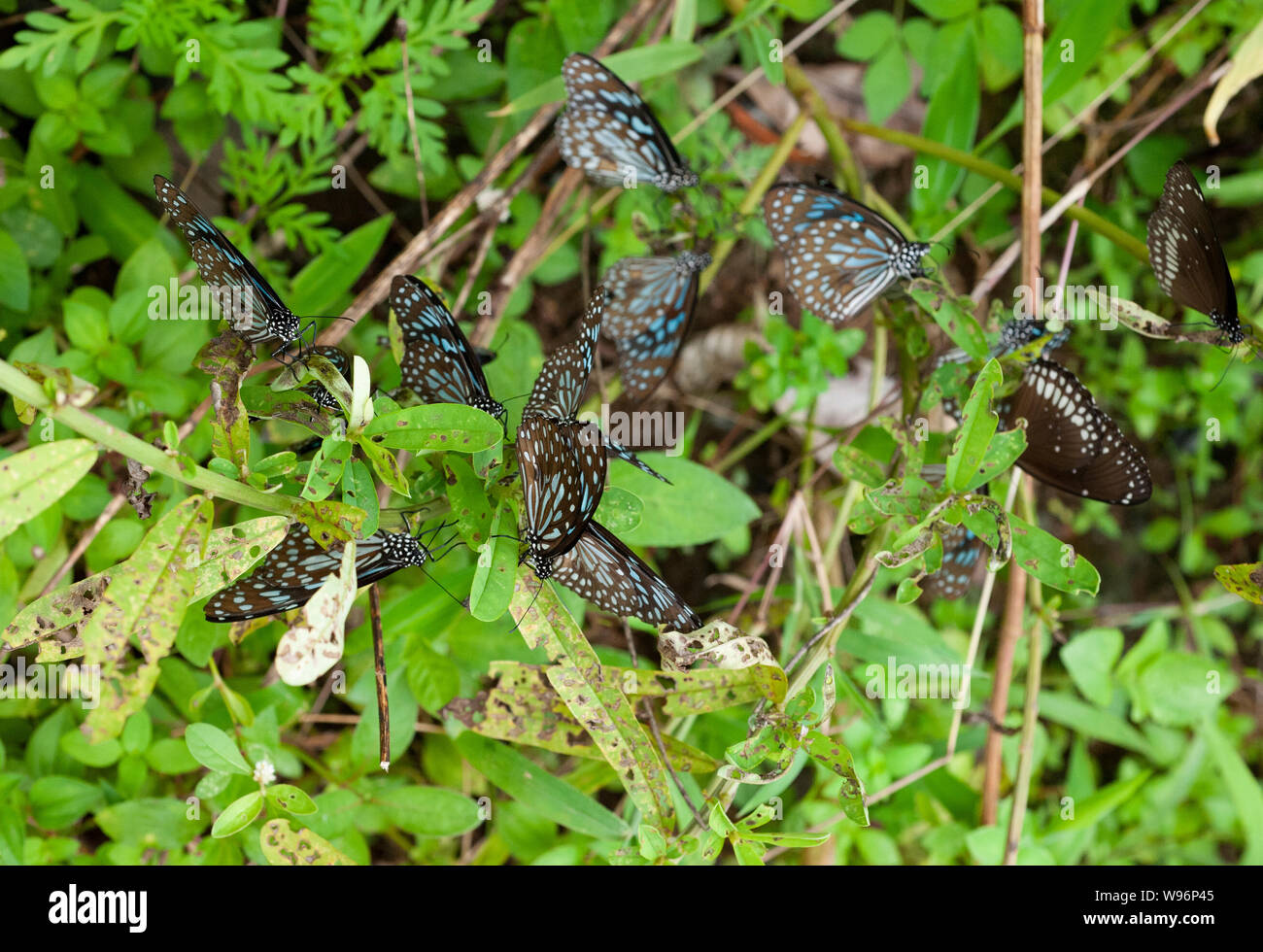 Gruppe von Blue Tiger Schmetterlinge, Tirumala limniace, Fütterung auf plant SAP, Western Ghats, Kerala, Indien Stockfoto