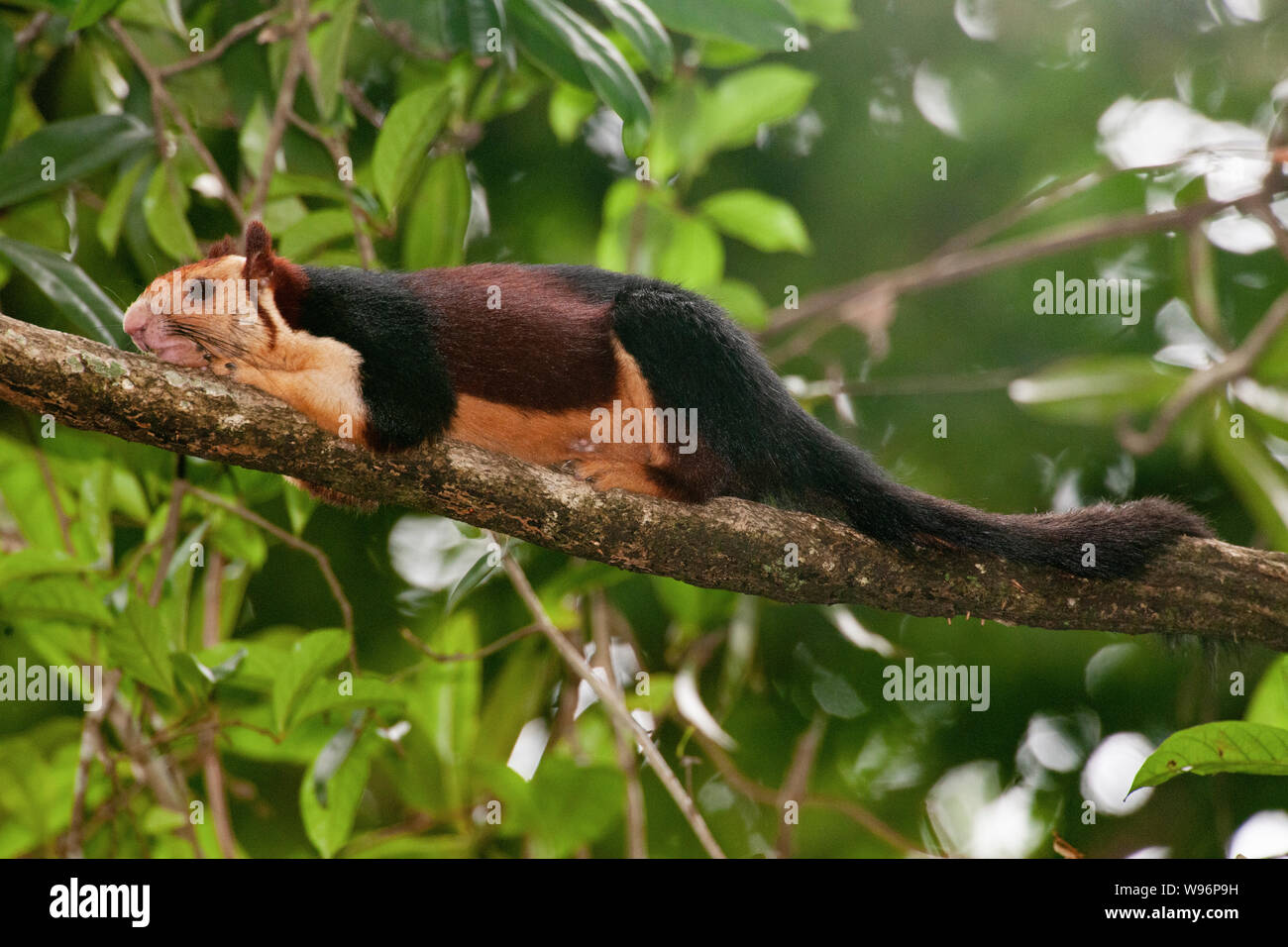 Malabar Riese Eichhörnchen auch als Die indische Riese Eichhörnchen, Ratufa Indica, in semi-immergrünen Wald, Western Ghats, Kerala, Indien Stockfoto