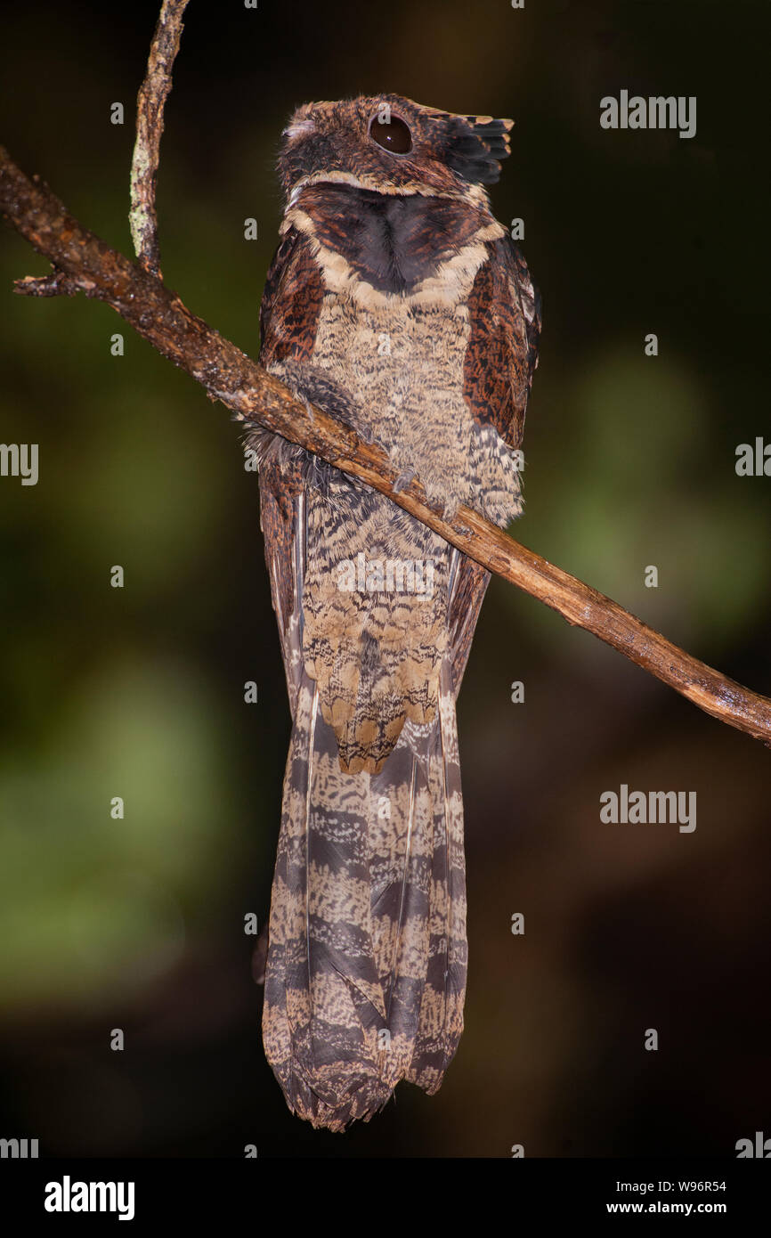 Große Eared Nightjar, Eurostopodus mindanensis auch als Lyncornis macrotis bourdilloni bekannt, Western Ghats, Kerala, Indien Stockfoto