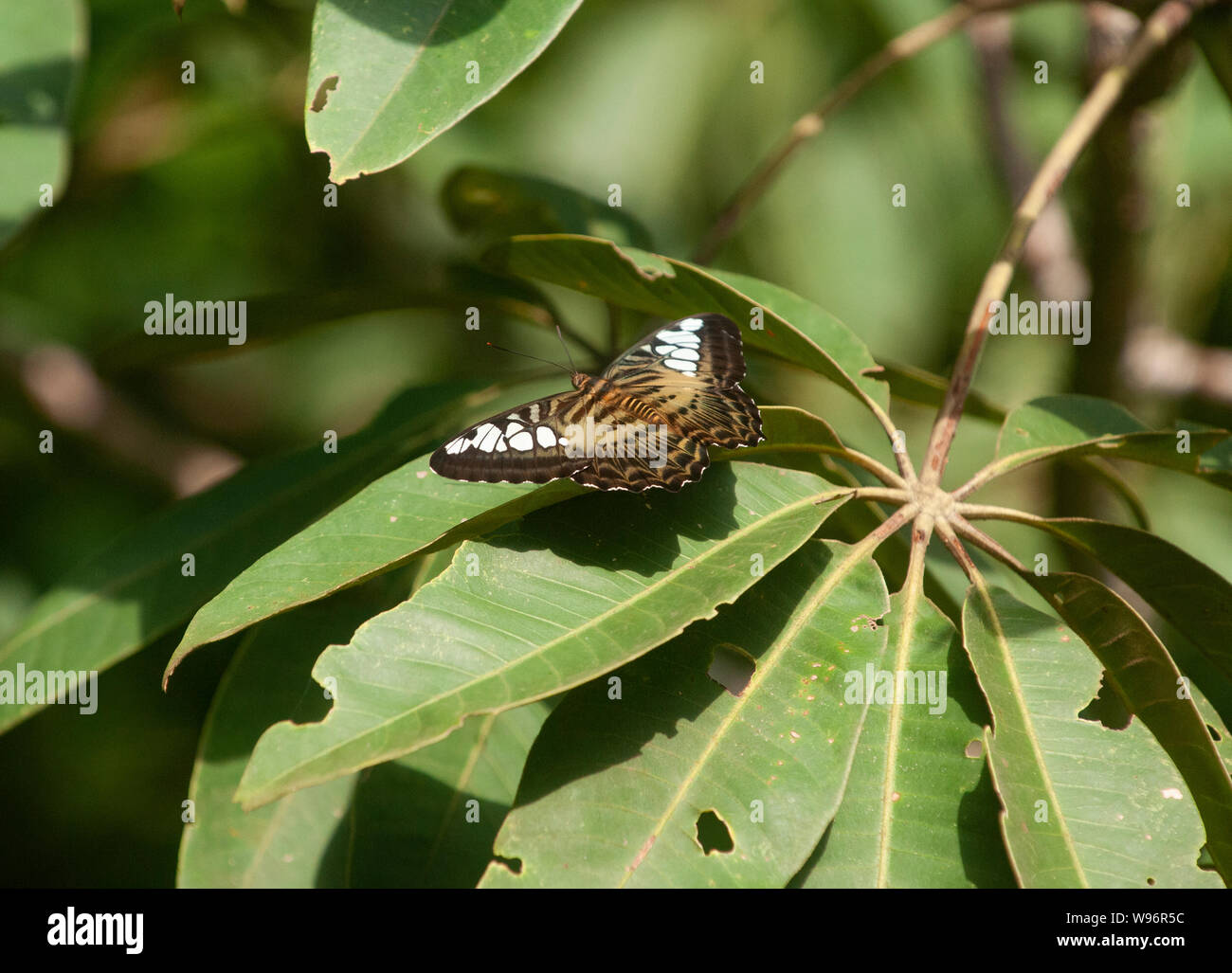 Braun Haarschneider Schmetterling auch Sahyadri Clipper, Parthenos Sylvia virens, in Montanen feuchten immergrünen Wald, Western Ghats, Kerala, Indien Stockfoto