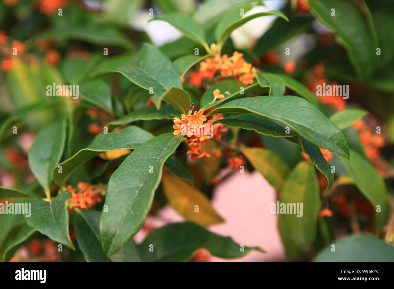 Orange osmanthus (duftende Oliven- oder Sweet osmanthus) Blumen wachsen auf dem Baum im Osten der Stadt Rizhao, China Provinz Shandong, 24. September 2012. Stockfoto